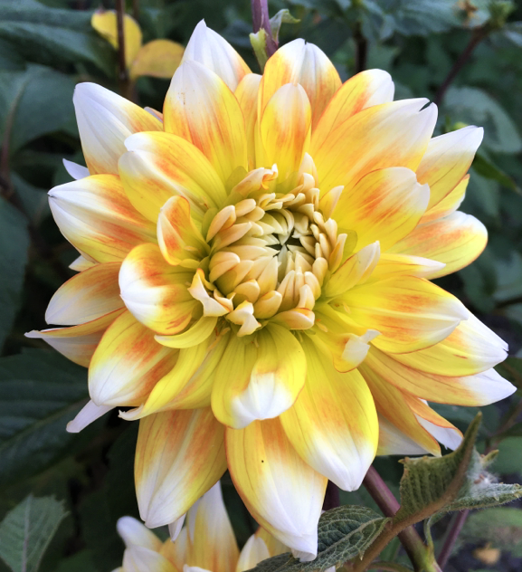 Dahlia Peaches and Cream